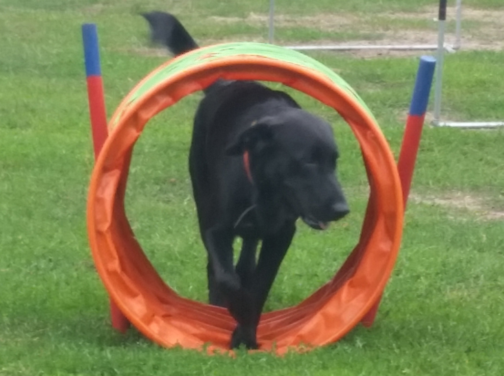 Hundezentrum Hundepension Nathmann In Harsewinkel Kreis Gutersloh