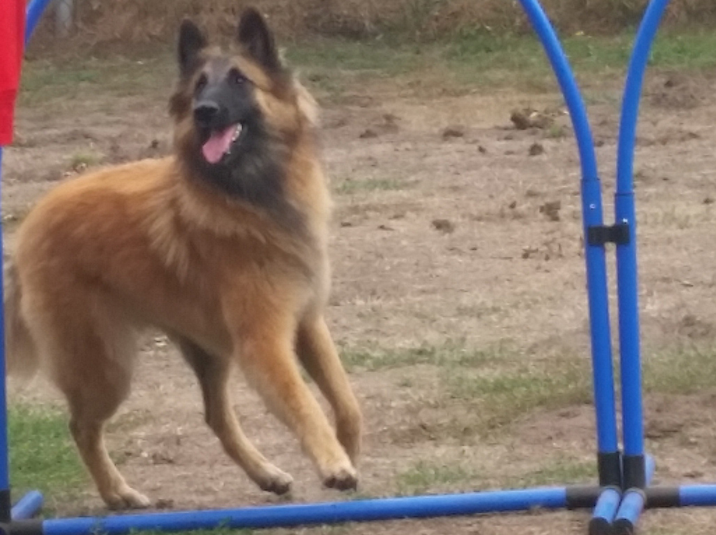 Hundezentrum Hundepension Nathmann In Harsewinkel Kreis Gutersloh